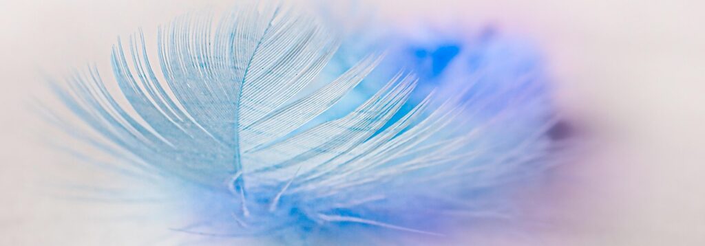 PLUME SEO Plume contenu SEO